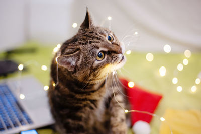 Close-up of a cat looking away