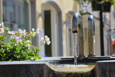 Close-up of flowering plants by fountain