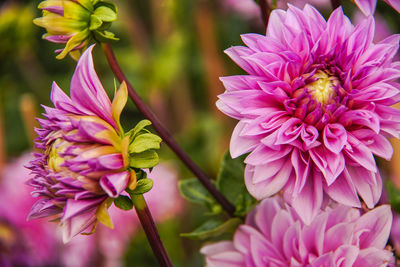 Close-up of insect on pink flower