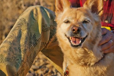 Close-up portrait of dog