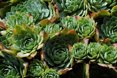 Full frame shot of succulent plants