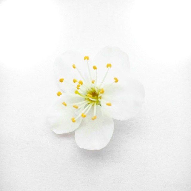 flower, white color, freshness, studio shot, white background, petal, fragility, flower head, copy space, close-up, white, indoors, beauty in nature, high angle view, still life, nature, pollen, no people, directly above, single flower