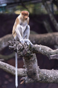 Long-nosed monkey