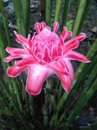 Close-up of pink flowers