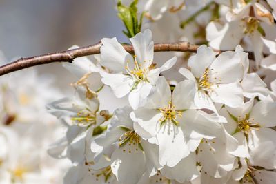 Close-up of white cherry blossoms in spring