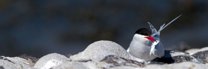 Close-up of bird perching on rock