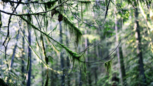 Sunlight lights up moss dangling from branches