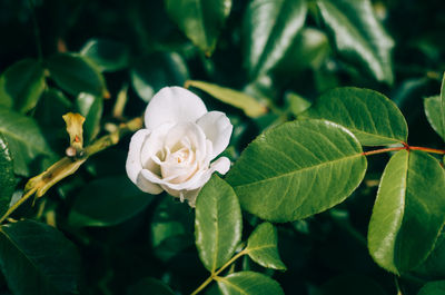 Close-up of white flowers blooming outdoors