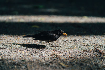 Close-up of bird perching on a road