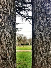 Trees on grassy field