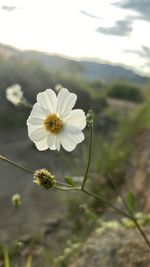 Close-up of white flowering plant on field