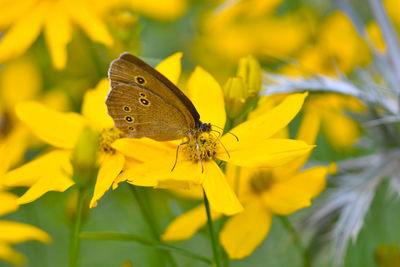 Close-up of butterfly perching on flower