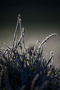 Close-up of frozen plant on field