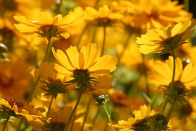 Close-up of yellow flowers