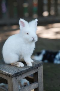 A lovely white rabbit waiting for feeding by zookeeper