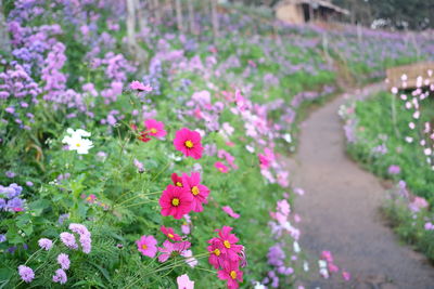 Close-up of pink flowering plants in park