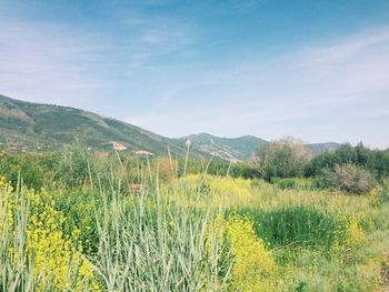 Romantic blooming fields