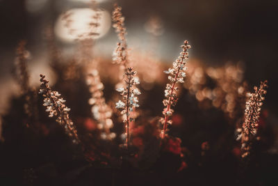 Close-up of plants on field