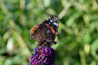 Close-up of butterfly on purple flower