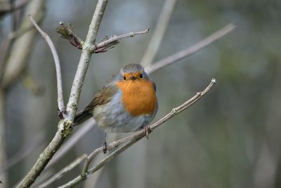 Close-up of bird perching on branch