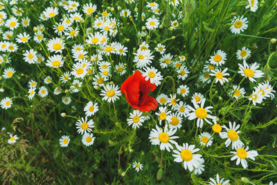 High angle view of flowering plants on field