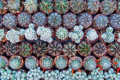 Top view of various cactus house plants selection. cactus plants background.