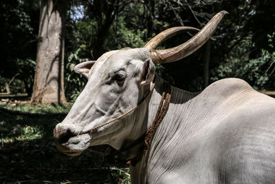 Close-up of a horse on field