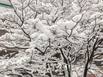 Close-up of flower tree