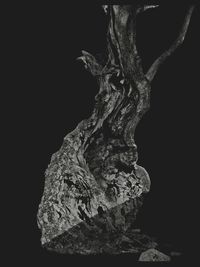 Close-up of leaf against black background