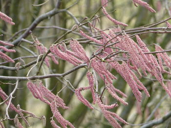 Close-up of pink leaves on tree