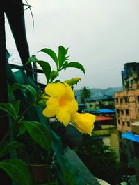 Close-up of yellow flowers blooming outdoors