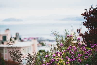 Close-up of purple flowering plants by sea against sky