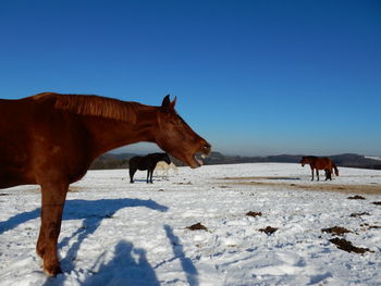 Horses standing on snow field against clear sky during winter