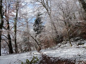 Bare trees in forest during winter