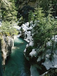 River amidst trees in forest during winter