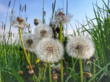 Close-up of dandelion flowers