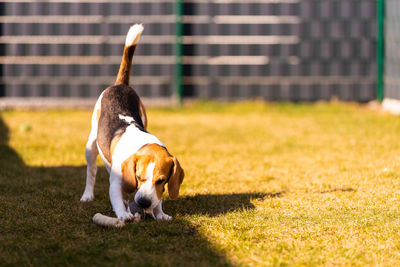 Happy beagle dog running with flying ears towards camera. activ dog concept