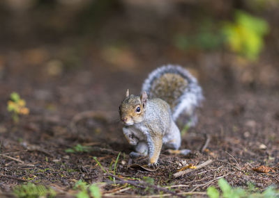 Close-up of squirrel on rock