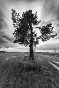 Tree on field against sky