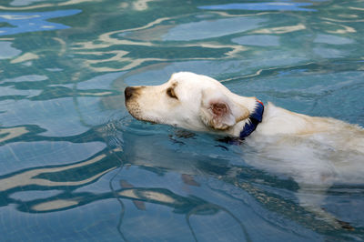 Dog swimming in pool