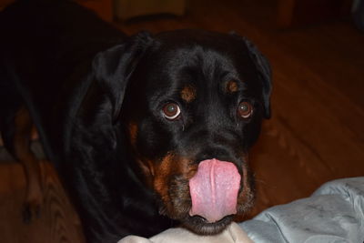 Close-up portrait of rottweiler sticking out tongue