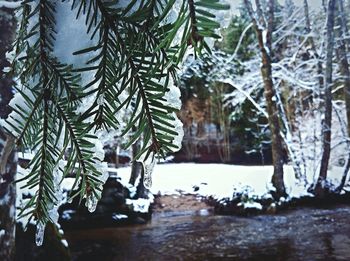 Snow covered trees in forest