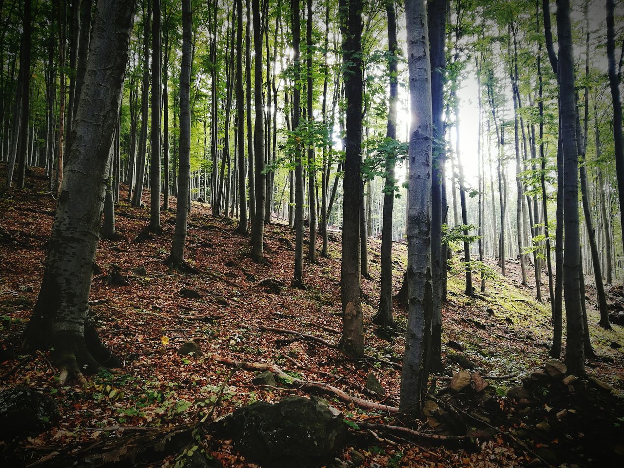 forest, tree trunk, woodland, tree, tranquil scene, nature, tranquility, scenics, growth, non-urban scene, sunlight, landscape, beauty in nature, abundance, day, outdoors, woods, many, solitude, bright, repetition, sun, tree area, tall, tall - high, green