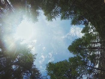 Sun shining through trees