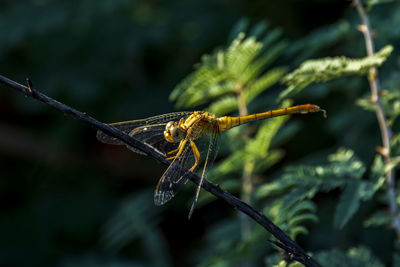 Close-up of dragonfly on plant