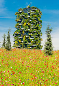 Flowering plants on field against sky