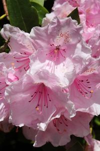 Close-up of pink flowers