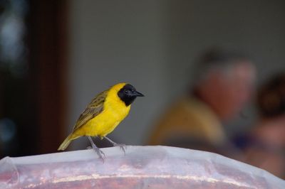 Close-up of bird perching outdoors