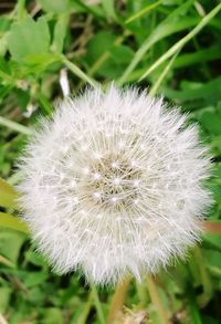 Close-up of dandelion flower