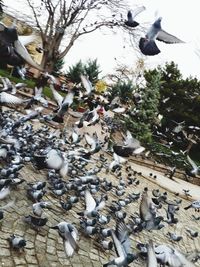 High angle view of pigeons perching on tree